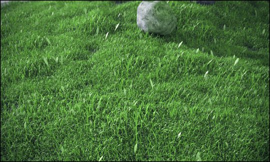 Grass Free 3D Scenes 3