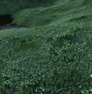 The Jungle Cinema 4d Grass