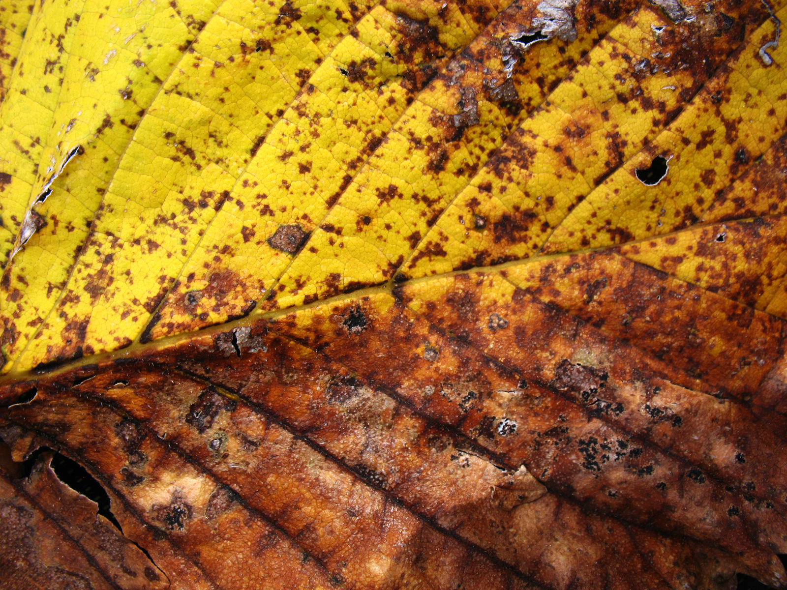 Leaf, brown, yellow, dried texture