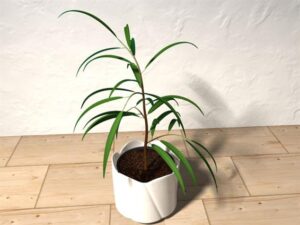 Ficus benjaminus 3D model