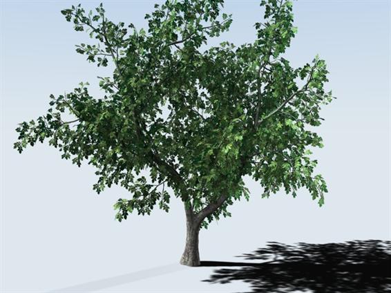 Walnut tree 3D Model