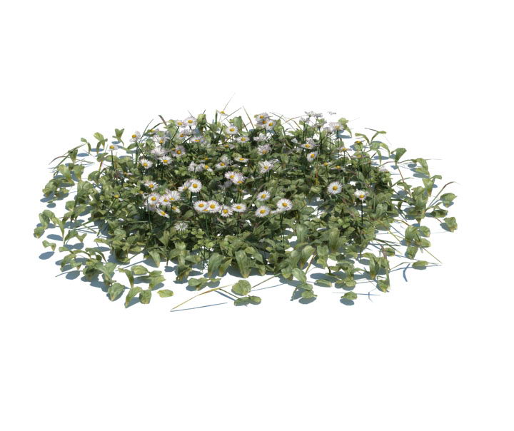 3D Model Grass Garden Plant