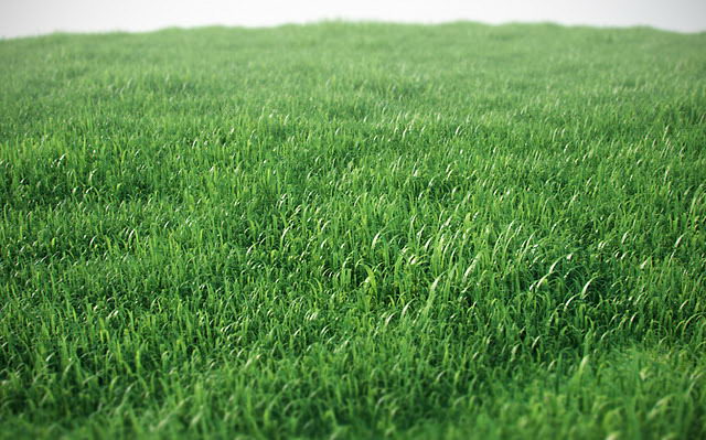 3D scene with green grass