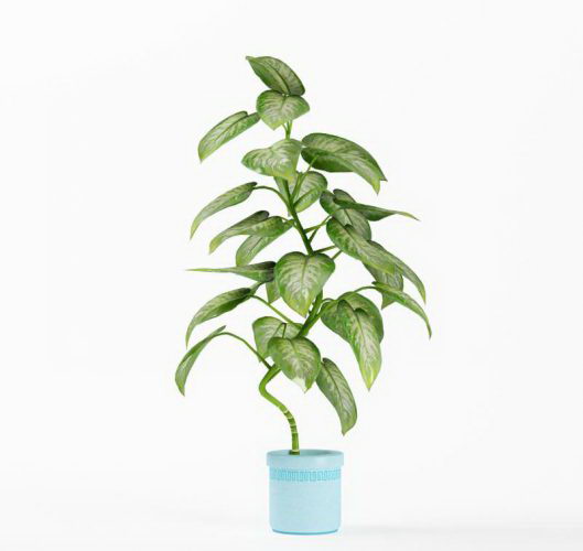 3D Plant Model