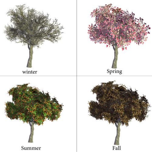 4 Seasons Magnolia Tree 3D Model