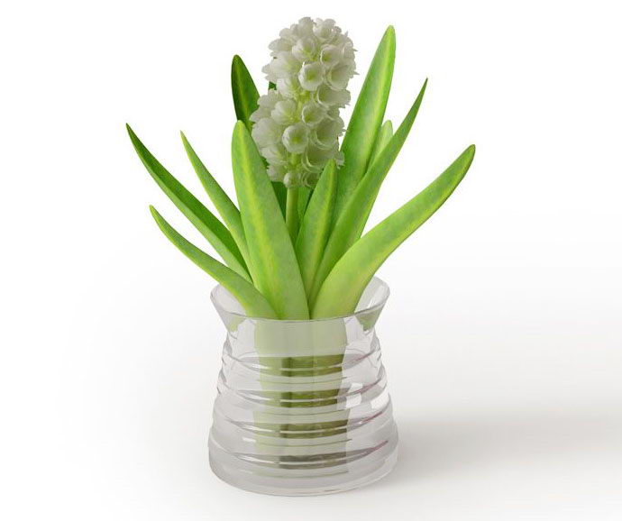Aloe Vera Flower with Glass Vase 3D Model