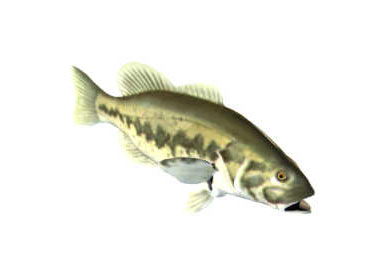 Bass Fish Free 3D Model