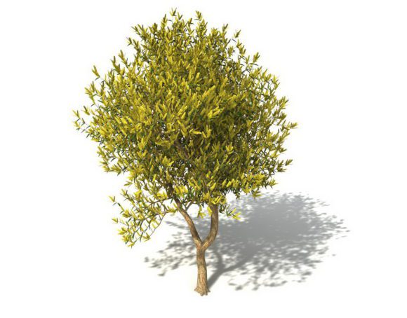 Big Garden Tree 3D Model