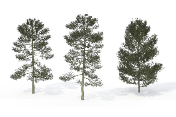 Bishop Pine Tree 3D Model