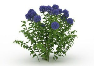 Blue Hydrangea Flower 3D model