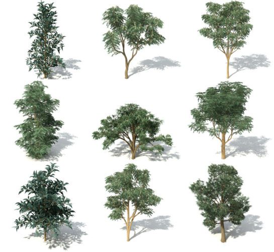 Bluegum Tree 3D Model