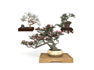 Bonsai Decor Set 3D Model