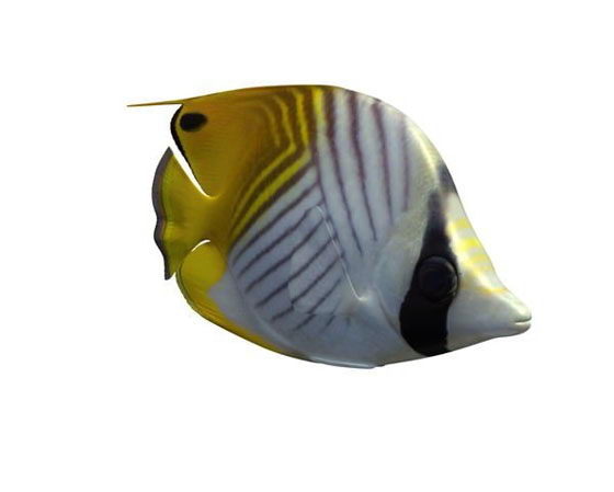 Butterfly Fish 3D Model