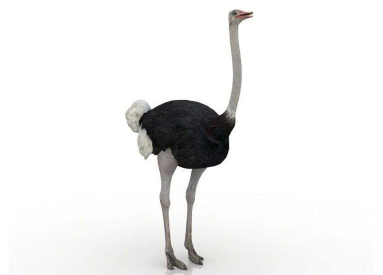 Camel Bird 3D Model Animals