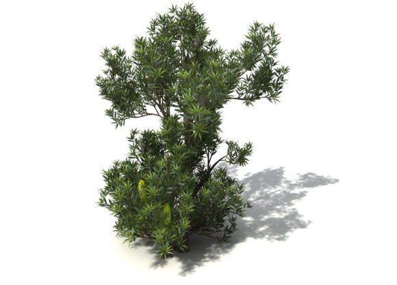 Cinema 4D Tree 3D Model