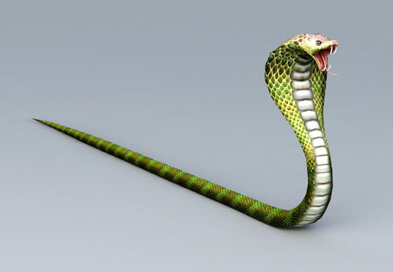 Cobra Snake - 3D model by 3dlowpoly (@3dlowpoly) [ac89870]