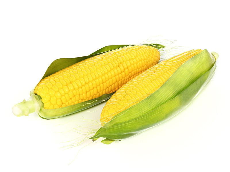 Corn 3D Model
