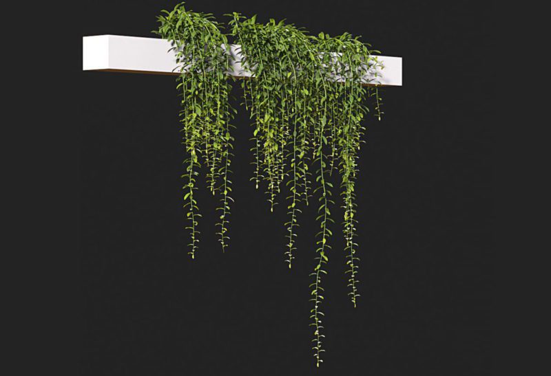 Curtain Creeper 3D Plant Model download