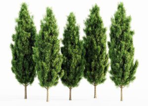 Cypress Tree Collection 3D Model