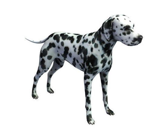 Dalmatian Dog 3D Model