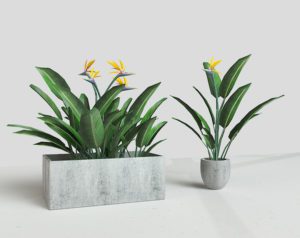 Decorative Rectangle Pot With Flower 3D Model