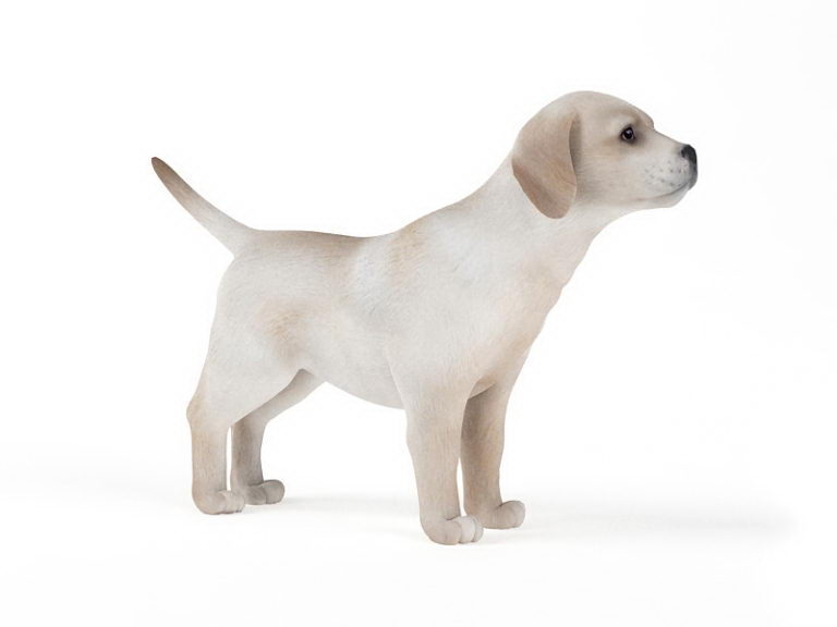 Dog 3D Model free Animals