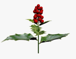 English Holly Flower 3D Model