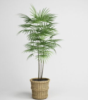 Fern Tree With Rattan Pot 3D Model