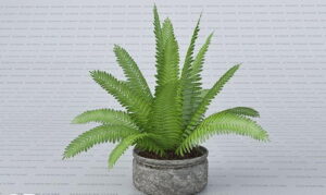 Fern with Flower Pot 3D Model