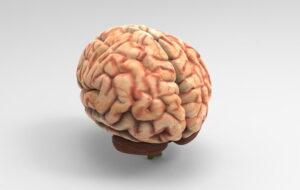 Free 3D Brain Model