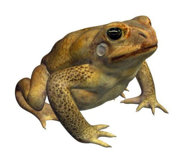 Free 3D Cane Toad Frog