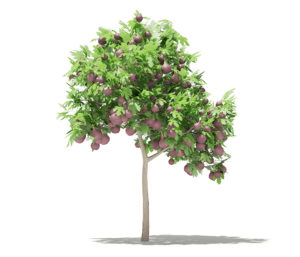 Free 3D Food Tree Model