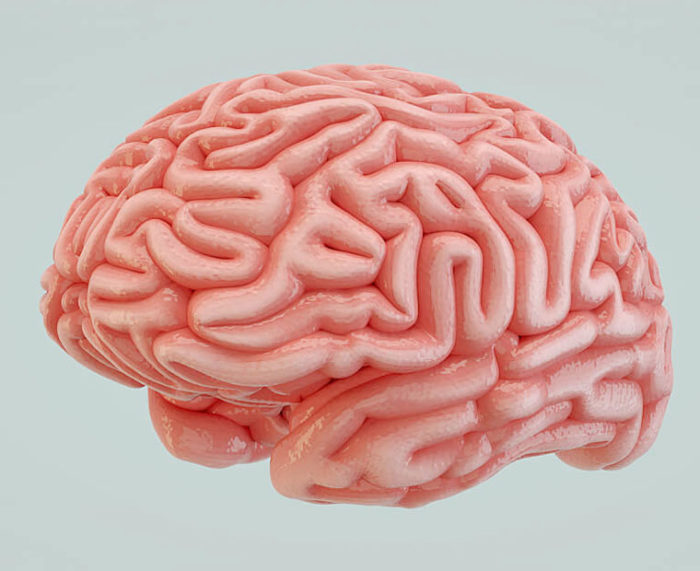 Free 3D Human Brain Model
