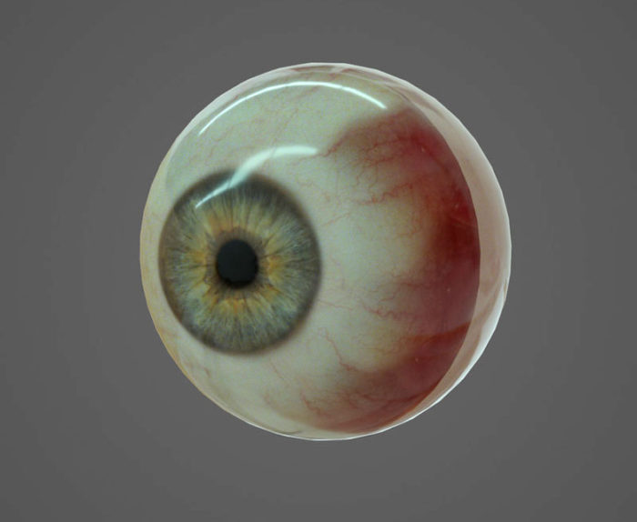 Free 3D Human Eye Model