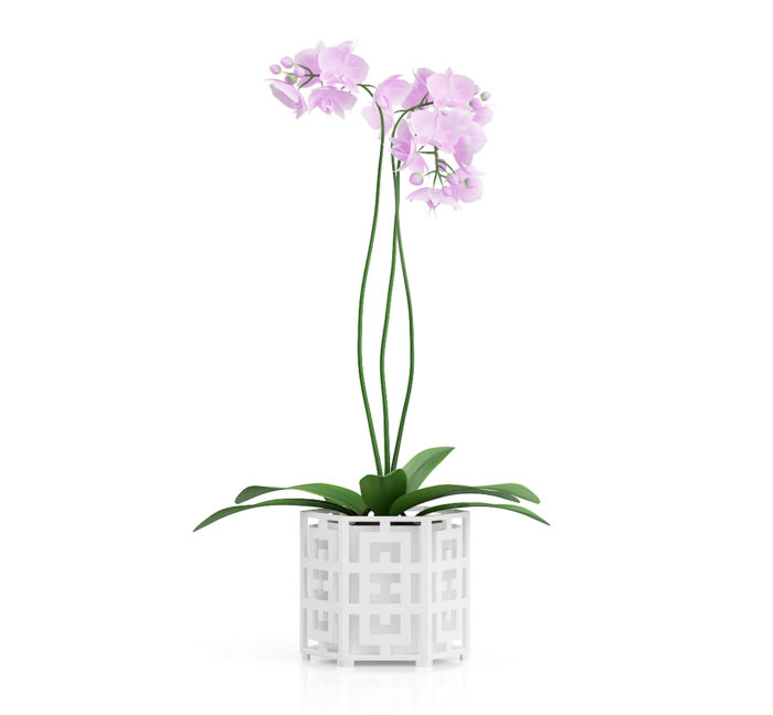 Free 3D Orchid Flower Model