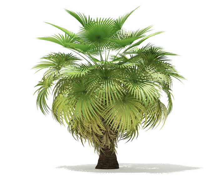 Free 3D Palm Tree Model