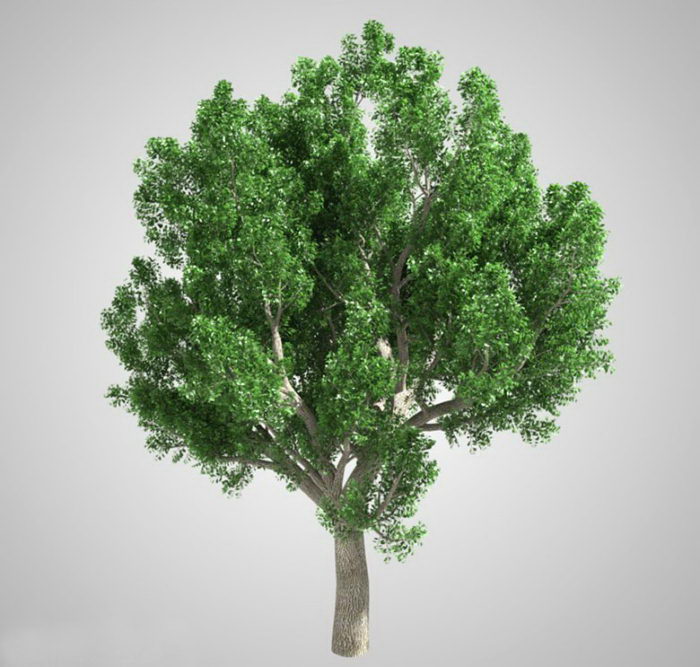 Free 3D Realistic Tree