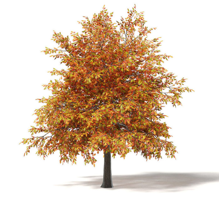 Free 3D Spring Oak Tree 3D Model