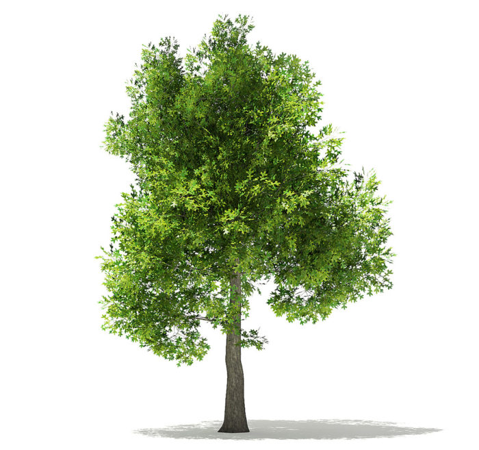 Free Oak Tree 3D Model