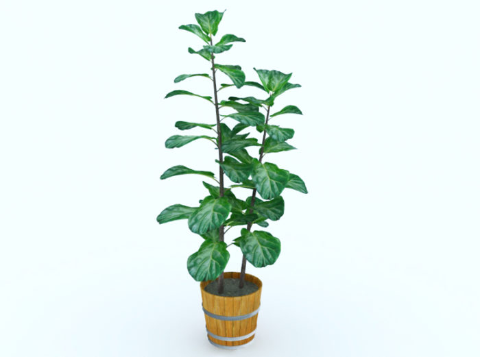 Free Plant in Wooden Pot 3D Model