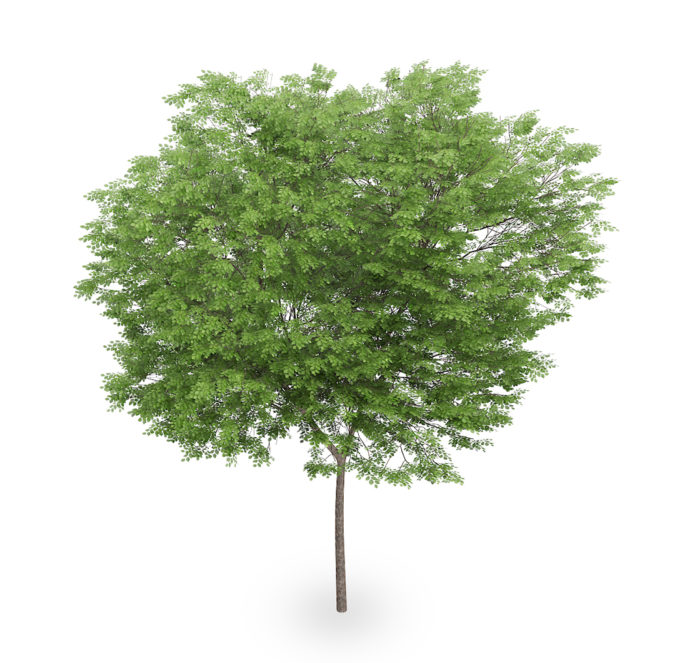 Free Realistic 3D Tree Model