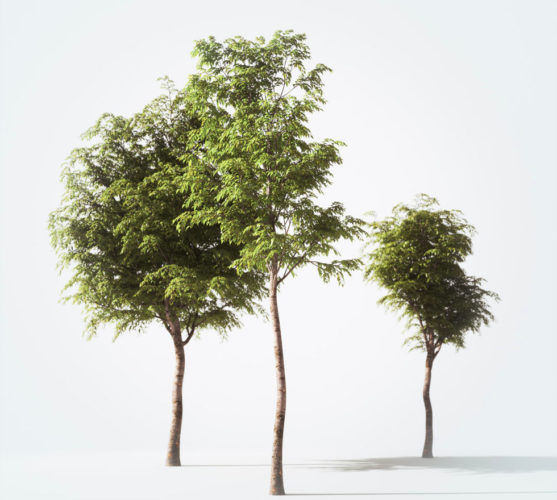Free 3d 3d Plants Models Free C4d Models - banana tree 3d model free download
