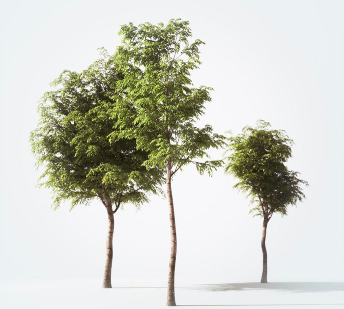 Free Tree Set 3D Model Download