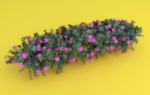 Garden Flowers Free 3D Model