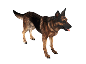 German Shepherd Dog 3D