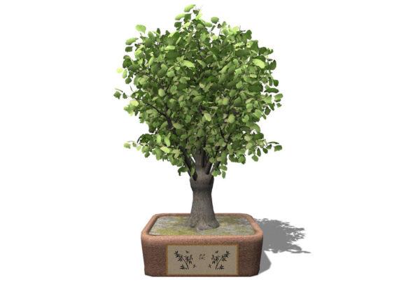 Ginkgo Biloba Tree 3D Model
