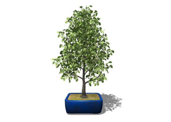 Ginkgo Biloba Tree With Pot 3D Model