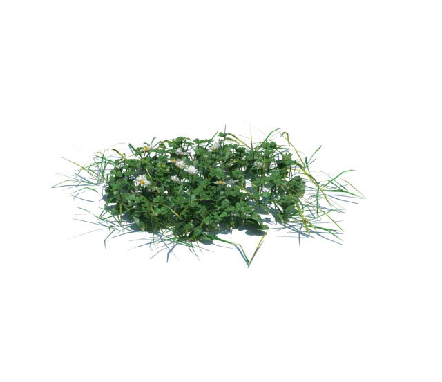 Grass Garden Plant 3D Model