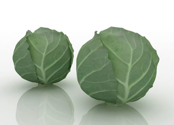 Green Cabbage Free 3D Model