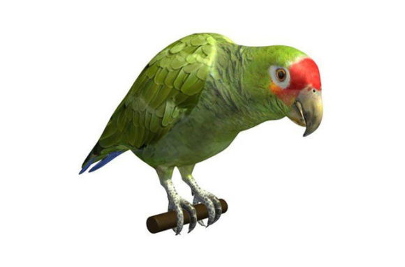 Green Parrot 3D Model